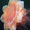 Sea Animals hidden numbers