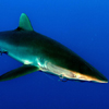 Shark puzzle