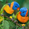 Simple puzzle with animal 2