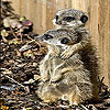 Sissy animals slide puzzle