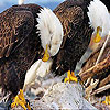 Sleepy eagles slide puzzle