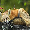 Sluggard fox puzzle