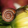 Snail and flower slide puzzle