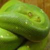 Snakes Hidden Images