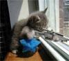 Sniper Kitty