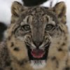 Snow Leopard Slider