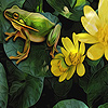 Spectacular animals hidden numbers