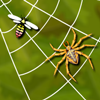 Spider Web