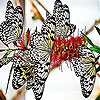 Spotted butterflies slide puzzle