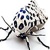 Spotted fly slide puzzle