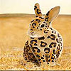Spotted rabbit slide puzzle