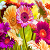 Spring flowers puzzle