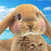 Super Cute Bunny Dress Up