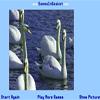 Swan Jigsaw Puzzle