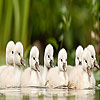 Sweet ducks puzzle