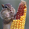 Sweet squirrel slide puzzle
