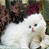 Sweet white cat slide puzzle