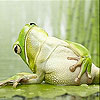 Sympathetic frog slide puzzle