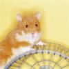 Syrian Hamster