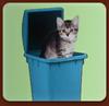 Tabby Trash