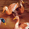 Talking duck friends slide puzzle