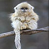 The little monkey slide puzzle