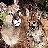 The mother and kittens puzzle