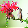 The tiny bird and flower slide puzzle