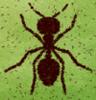 TheSecretOfAnt