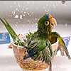 Thirsty little bird slide puzzle