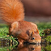 Thirsty squirrel puzzle