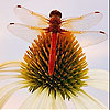 Thorn and fly slide puzzle