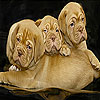Three bulldog slide puzzle