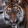 Tiger Closeup Sliding