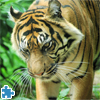 Tiger Jigsaw Puzzle