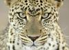 Tiger Puzzle