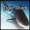 Tiger Shark