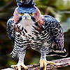 Timid bird slide puzzle