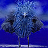 Timid blue bird slide puzzle