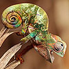 Tiny chameleon puzzle