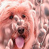 Tired dog at the cotton field puzzle