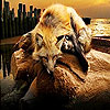 Tired sleepy fox slide puzzle
