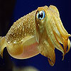 Transparent ocean fish slide puzzle