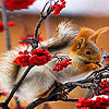 Trembling squirrel slide puzzle