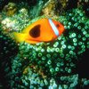Tropical Fish Sliding Puzzle