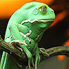 Tropical frog slide puzzle