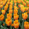 Tulip 2 Jigsaw Puzzle
