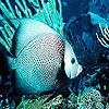 Turquoise ocean fish puzzle