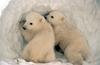Twin Polar Bear