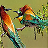 Two amazing bird slide puzzle